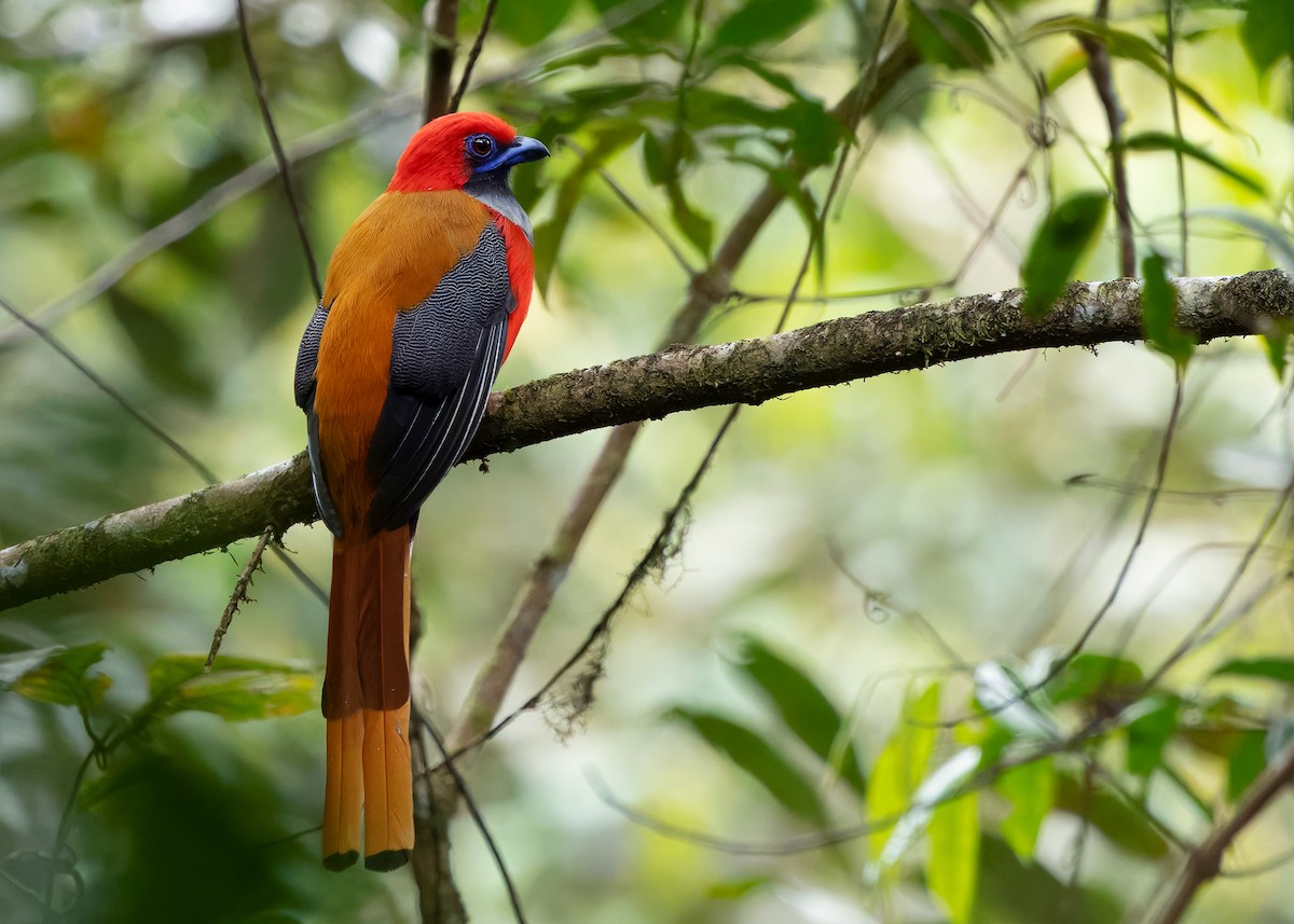 Trogón de Borneo - ML642331864