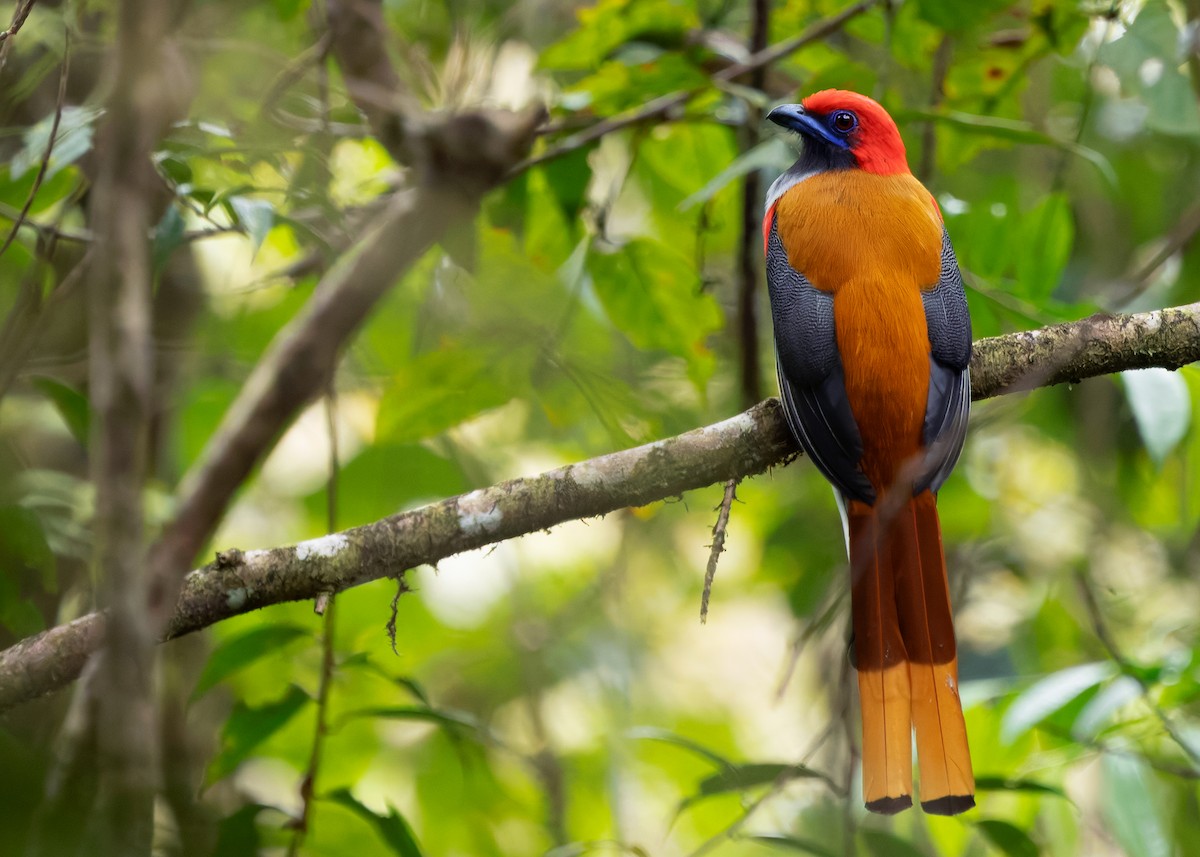 Trogón de Borneo - ML642331865