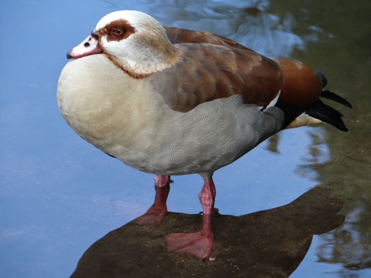 Egyptian Goose - ML642331931
