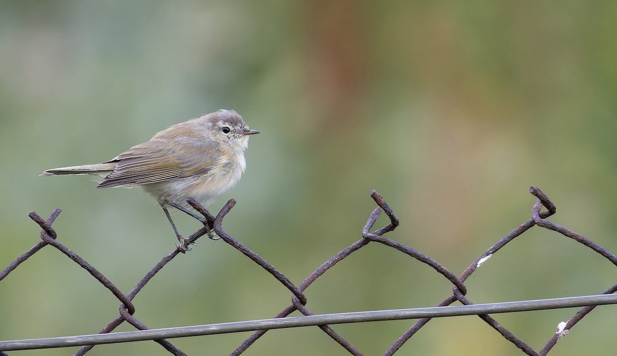 Mountain Chiffchaff (Caucasian) - ML642331943