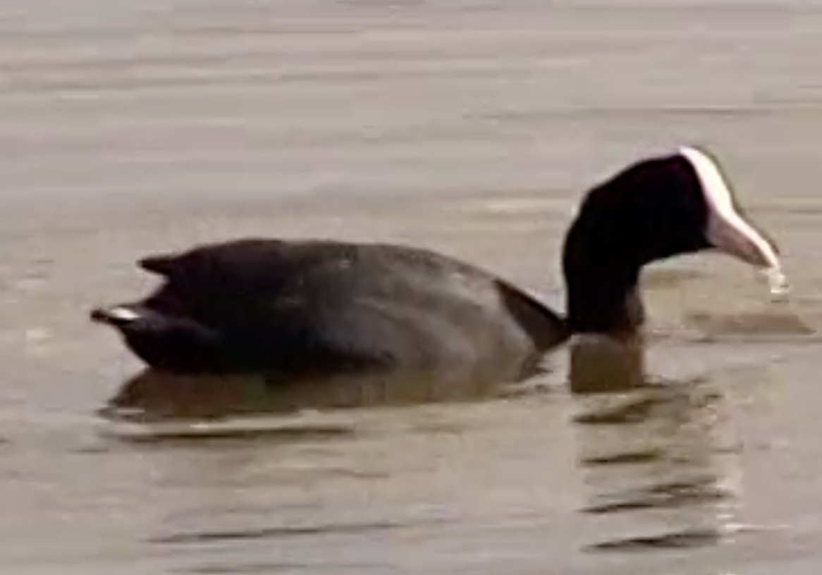 Hawaiian Coot - ML642331965