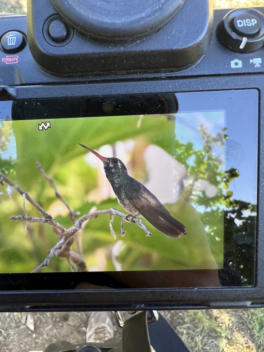 Broad-billed Hummingbird - ML642331998