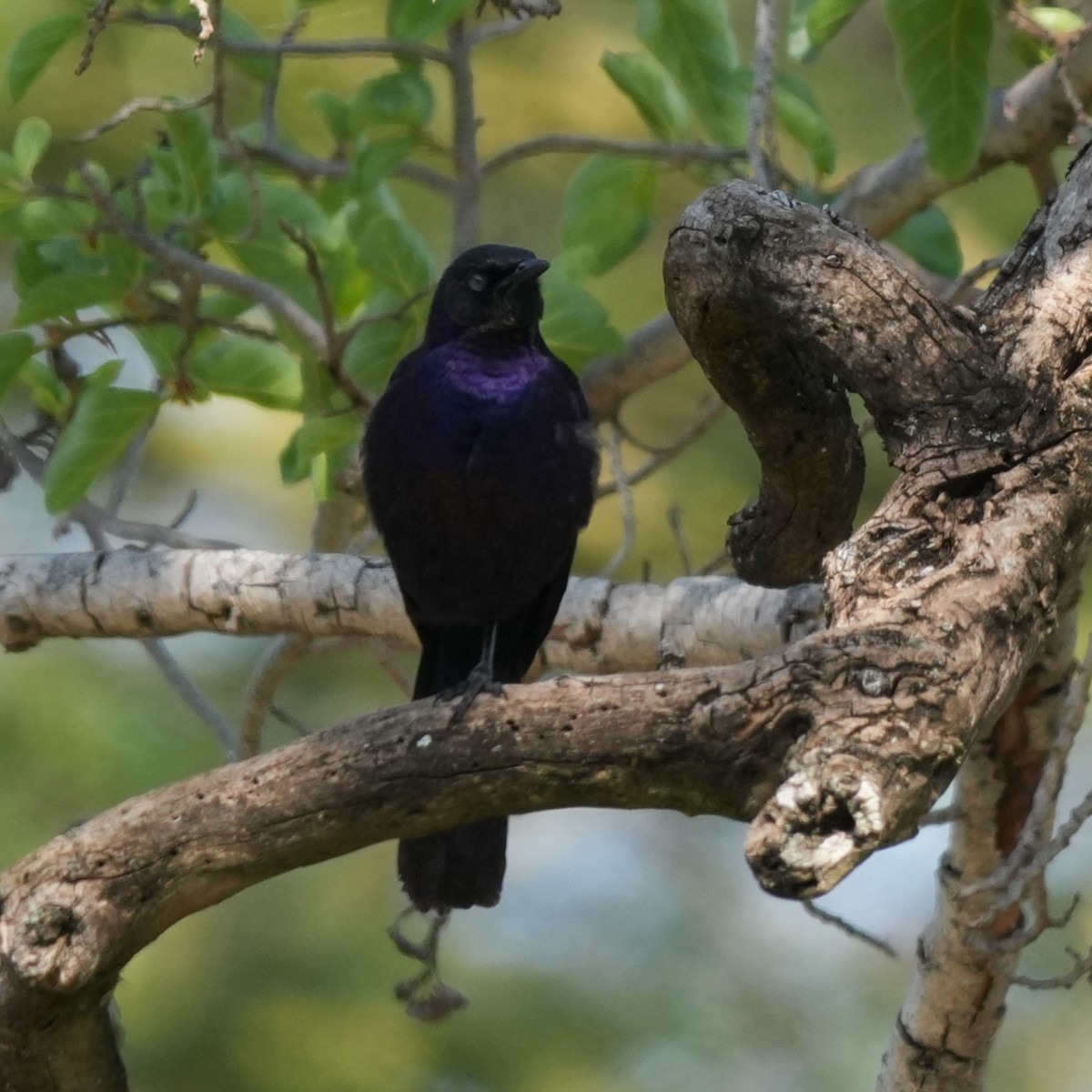 Rüppell's Starling - ML642332003