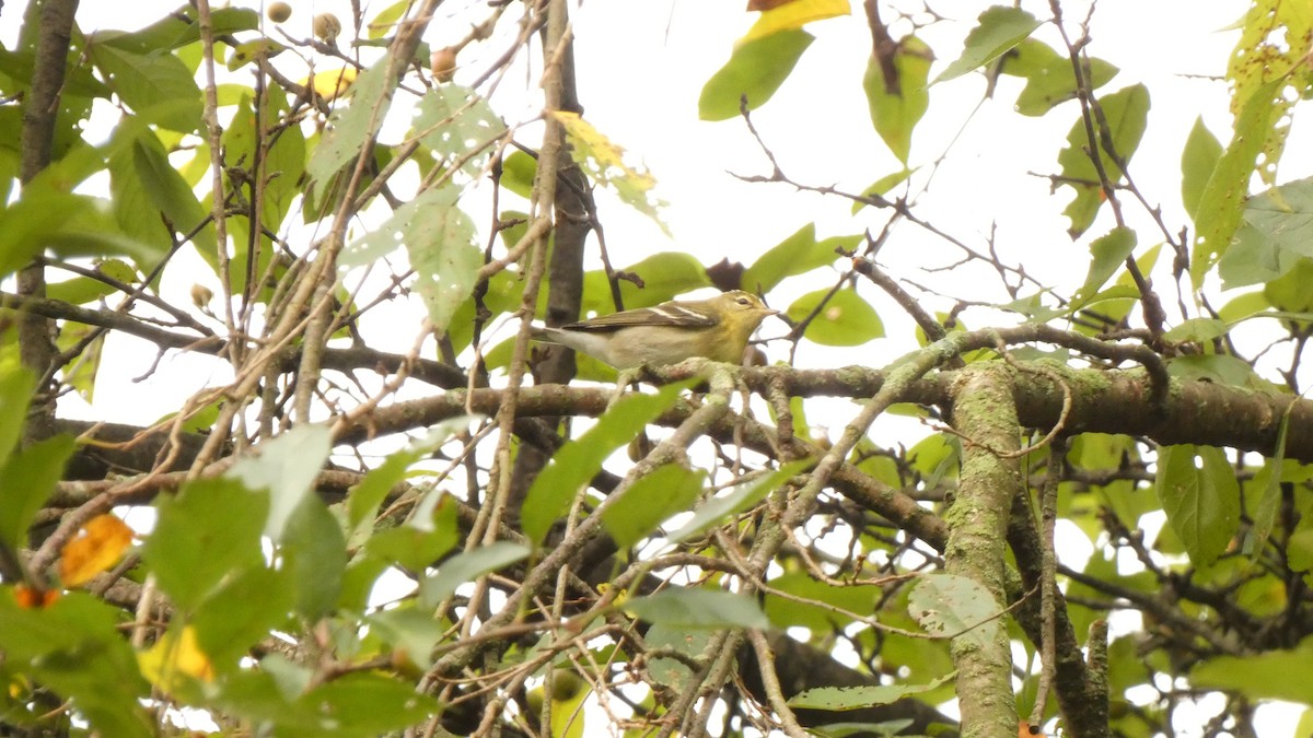 Blackpoll Warbler - Chase Wilkinson