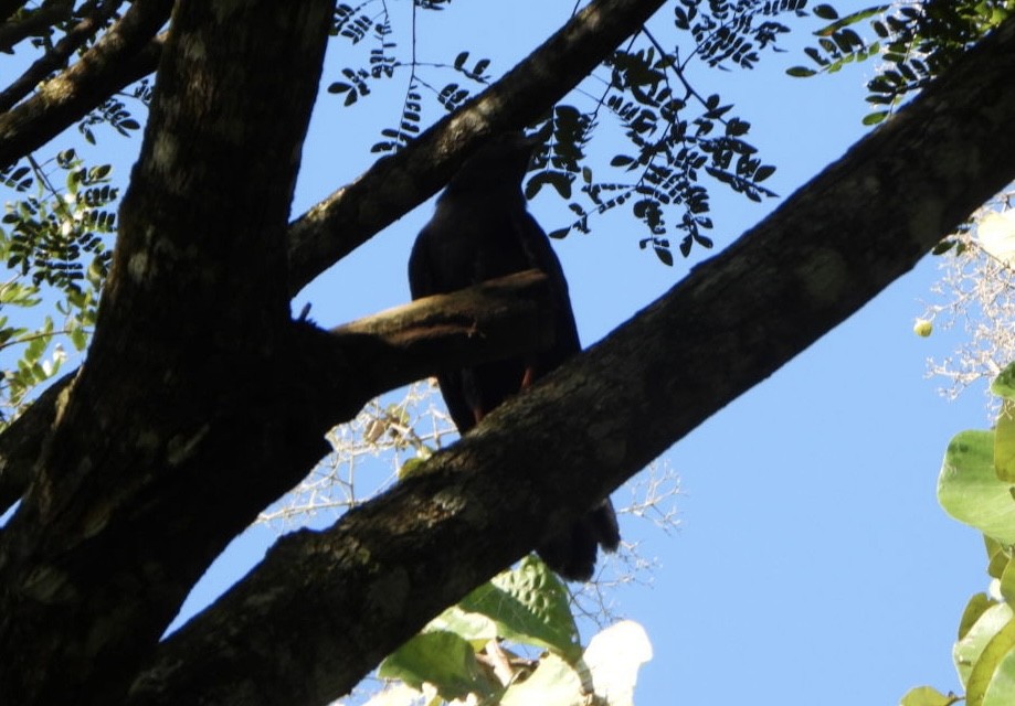 Crane Hawk - ML642332017