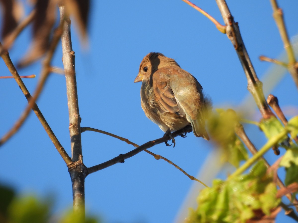 Indigo Bunting - ML642332040