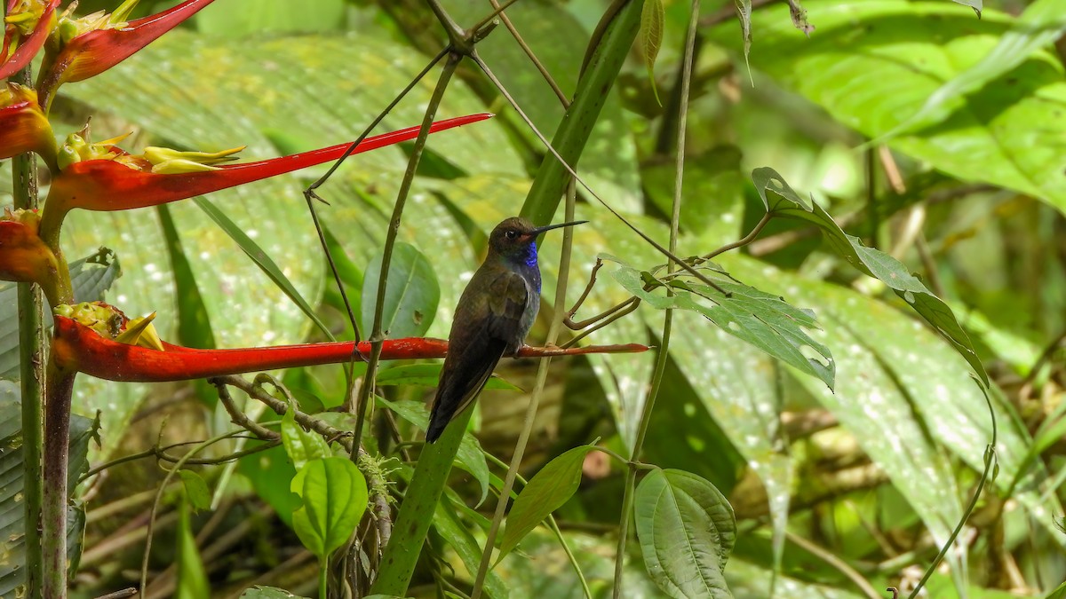Rufous-gaped Hillstar - ML642332051