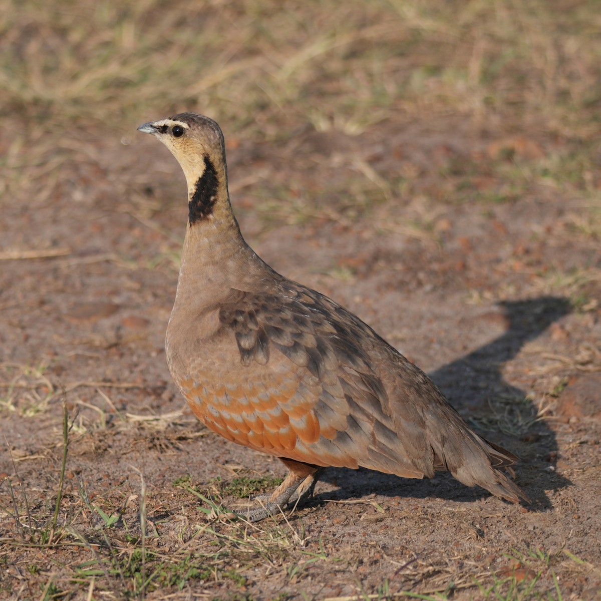 Yellow-throated Sandgrouse - ML642332054