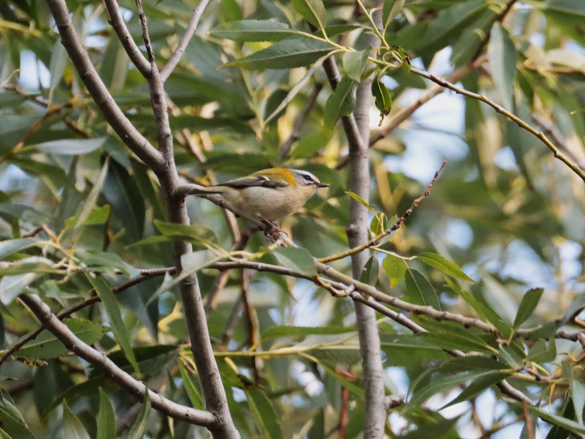 Common Firecrest - ML642332056