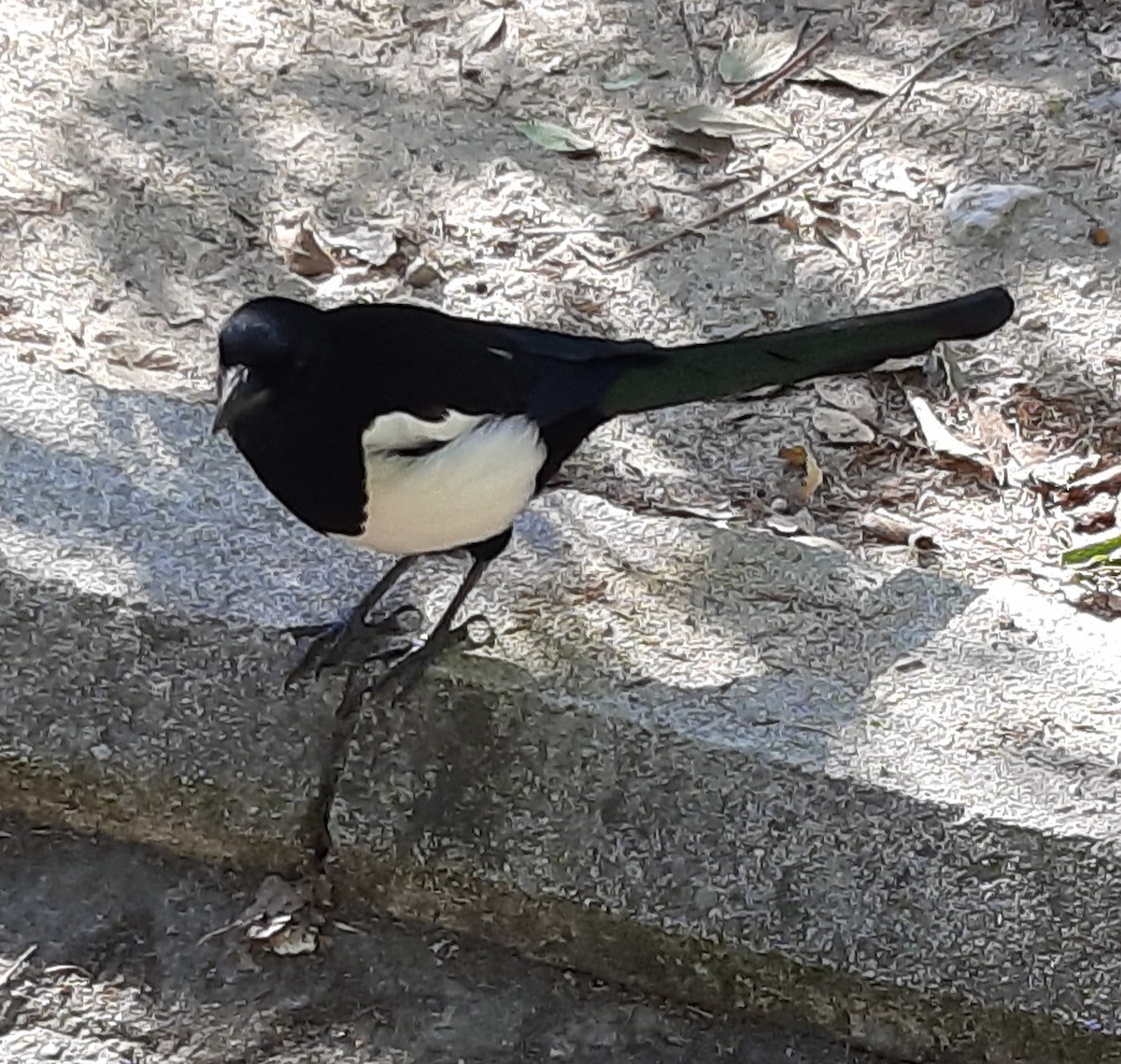 Eurasian Magpie - ML642332057
