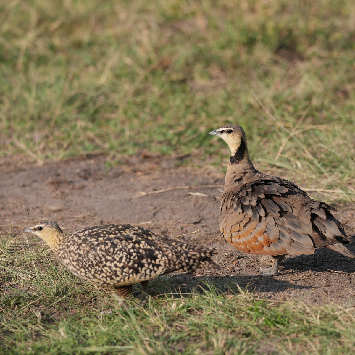 Yellow-throated Sandgrouse - ML642332066
