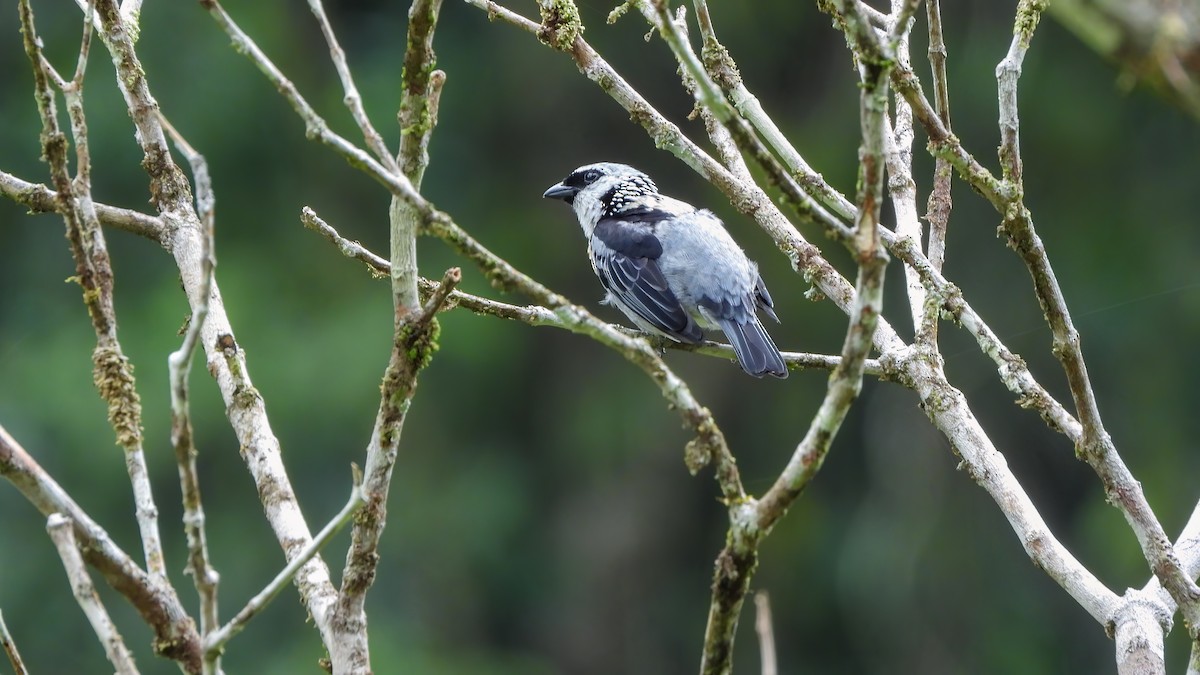 Gray-and-gold Tanager - ML642332070