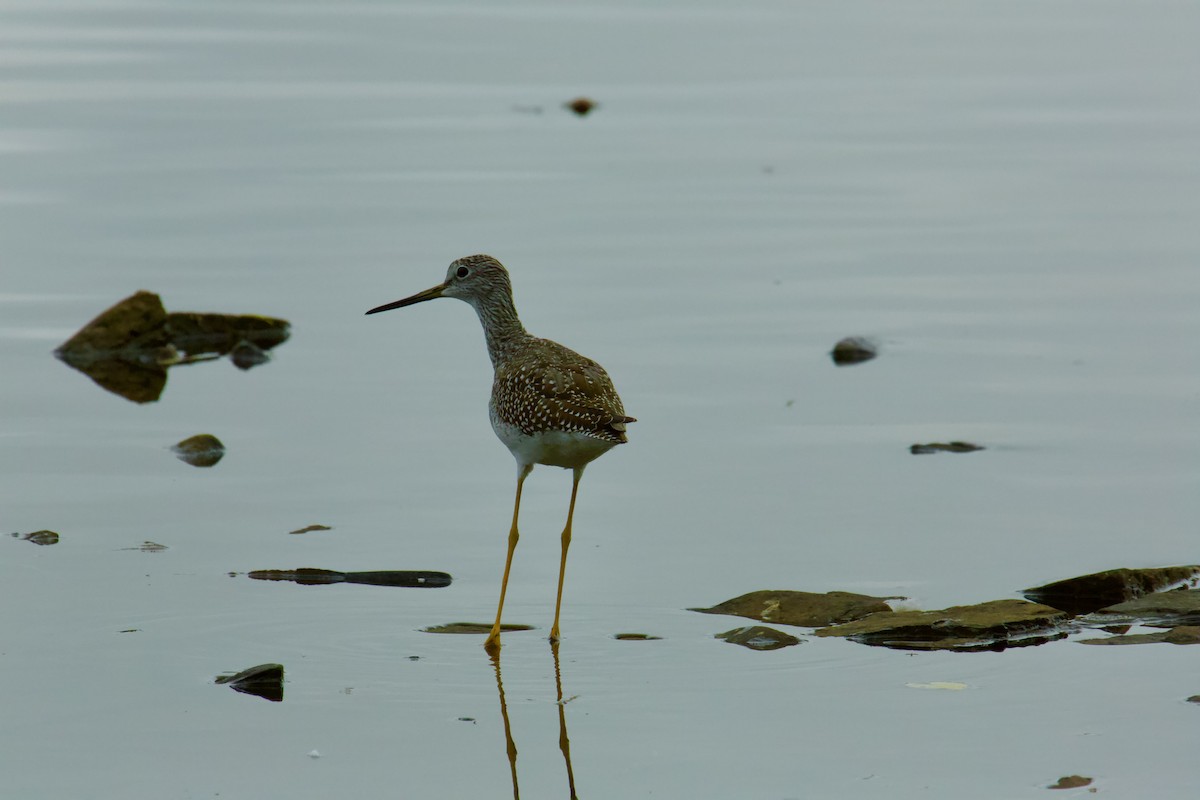 小黃腳鷸 - ML642332111