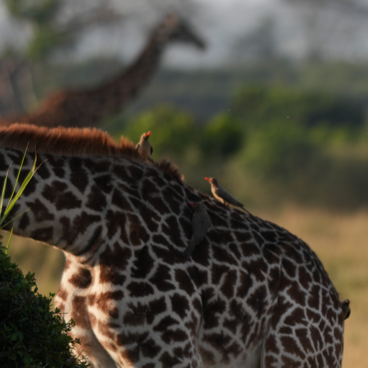 Red-billed Oxpecker - ML642332114