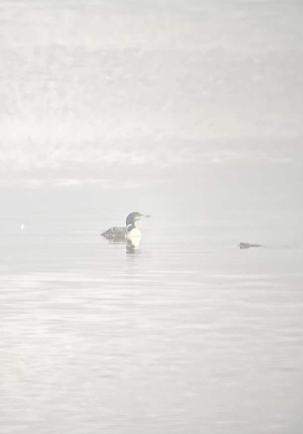 Common Loon - ML642332116