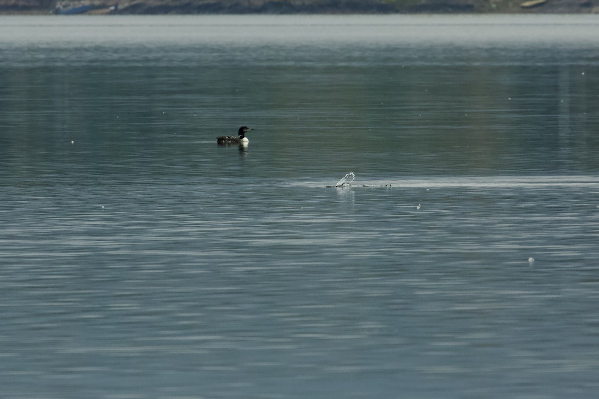 Common Loon - ML642332117
