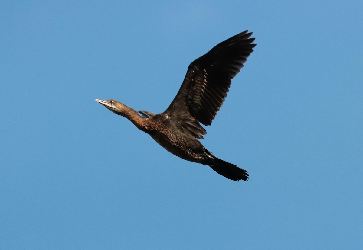 Pygmy Cormorant - ML642332126