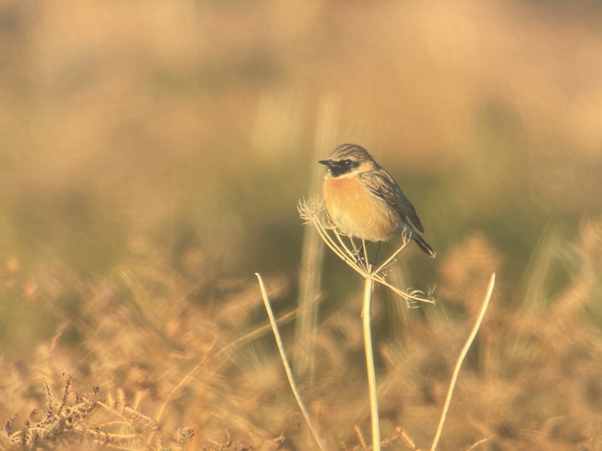 European Stonechat - ML642332130