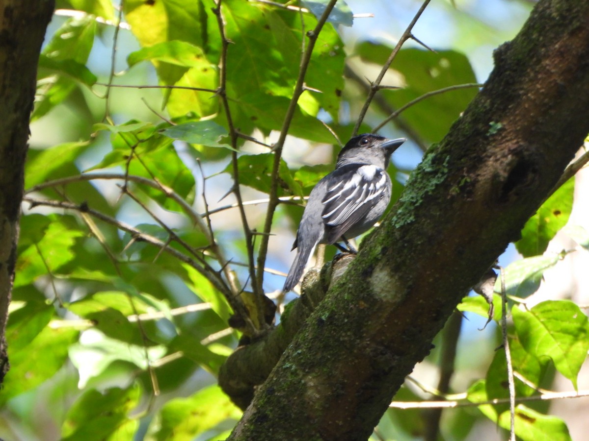 White-winged Becard - ML642332133