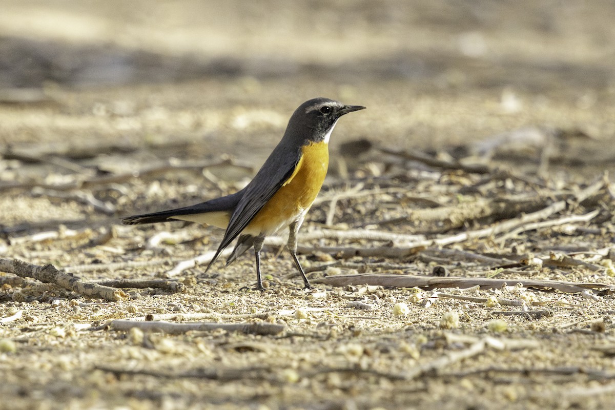 White-throated Robin - ML642332149