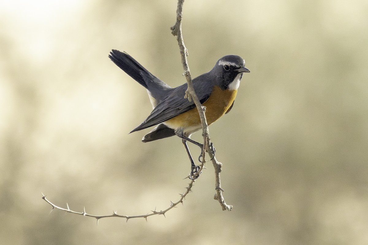 White-throated Robin - ML642332150