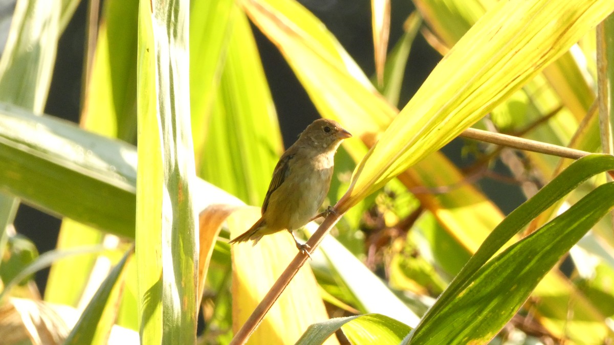 Indigo Bunting - ML642332156