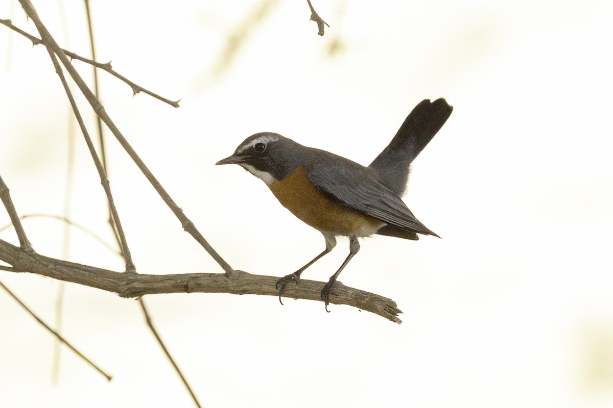 White-throated Robin - ML642332162