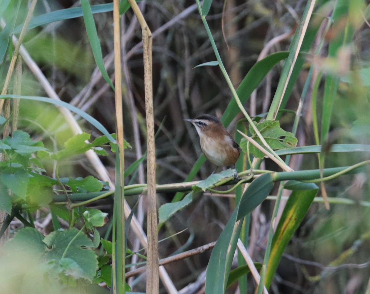 Moustached Warbler - ML642332163