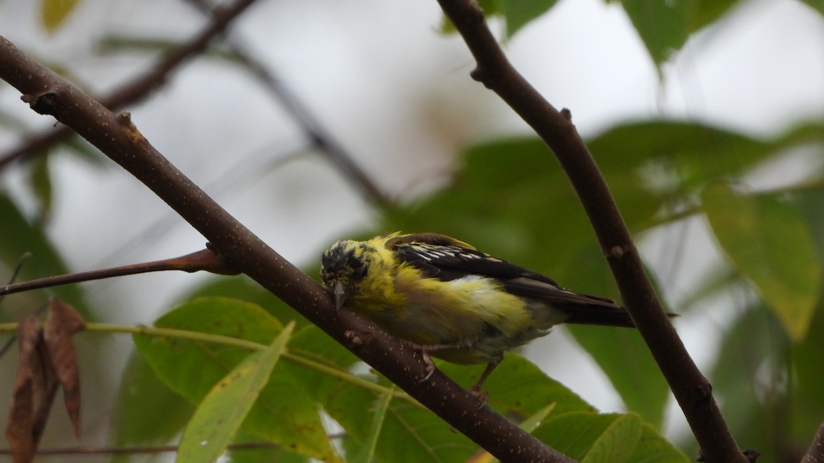 American Goldfinch - ML642332221