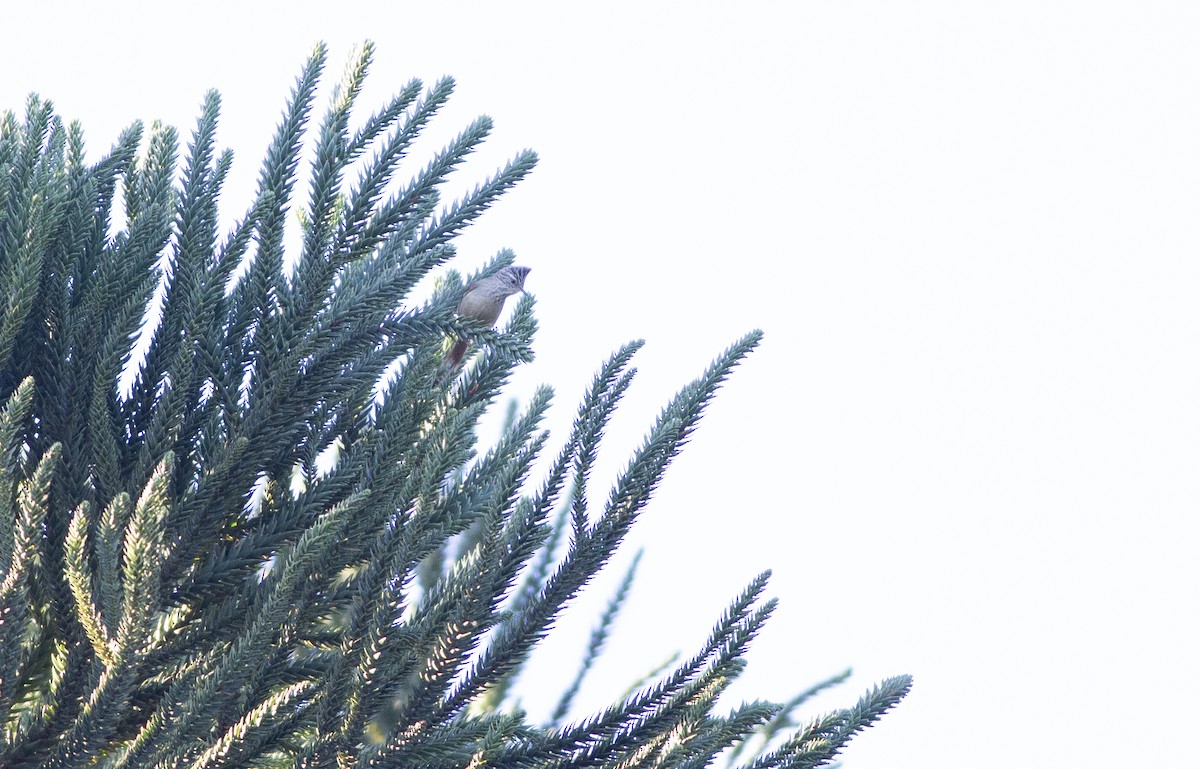 Araucaria Tit-Spinetail - ML642332223