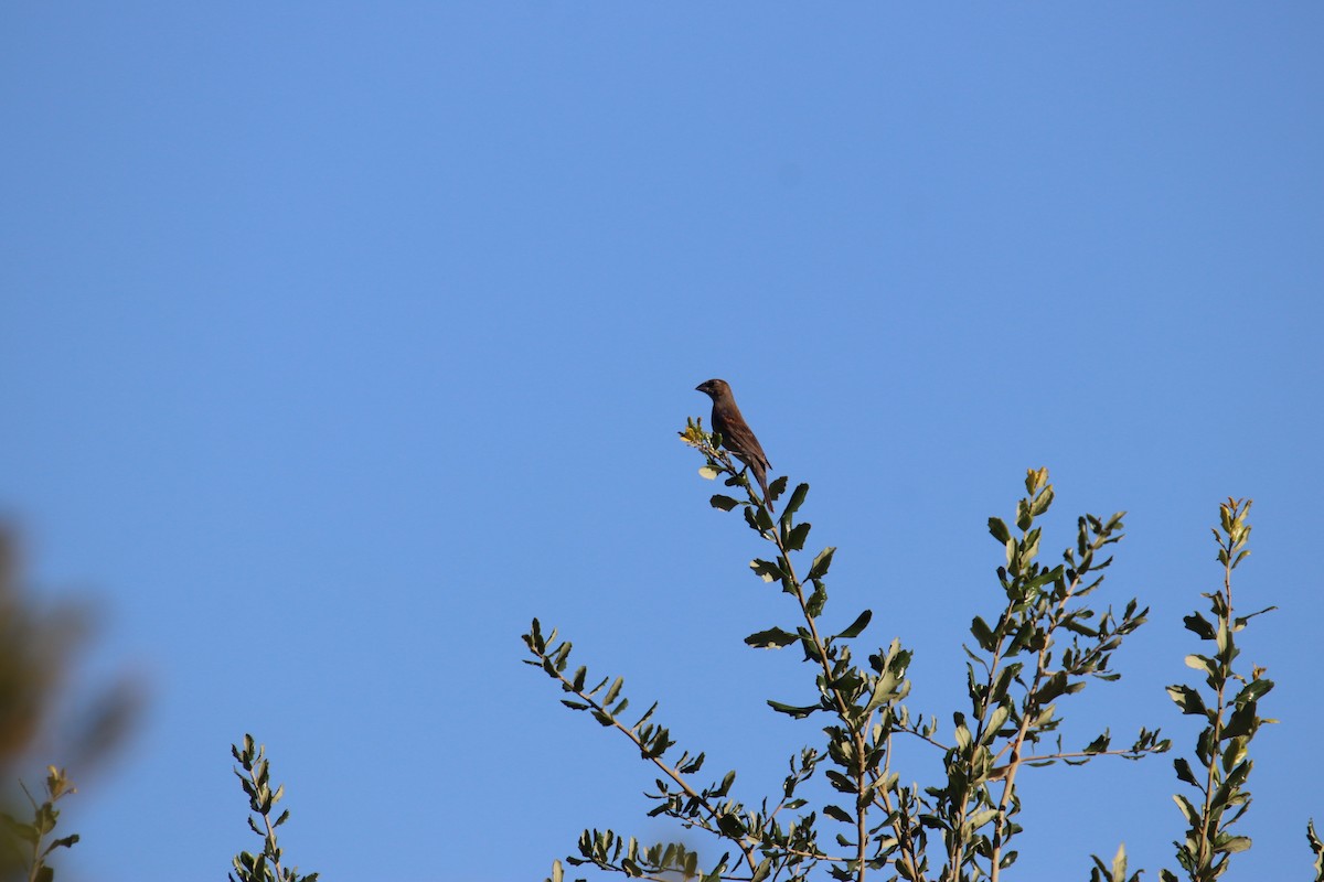 Blue Grosbeak - ML642332259