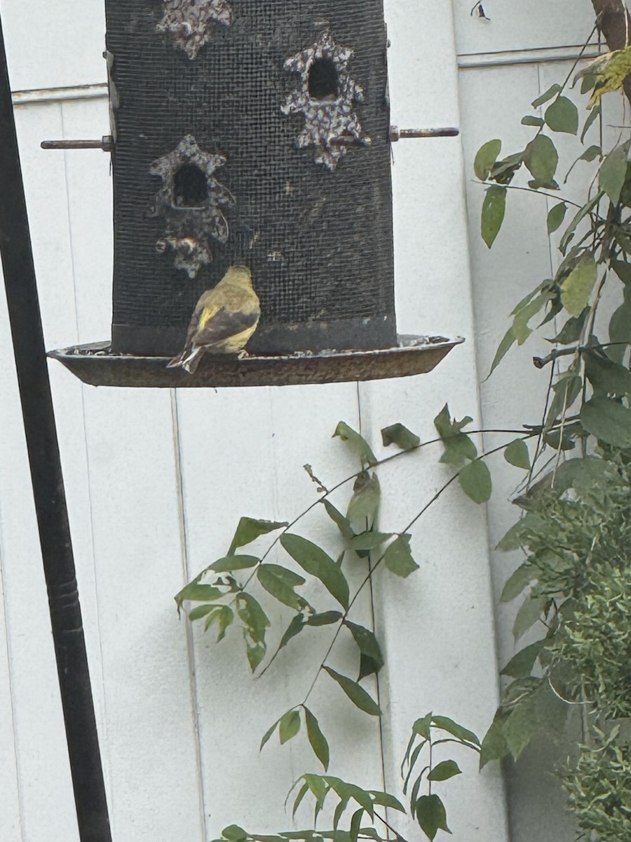 American Goldfinch - ML642332269
