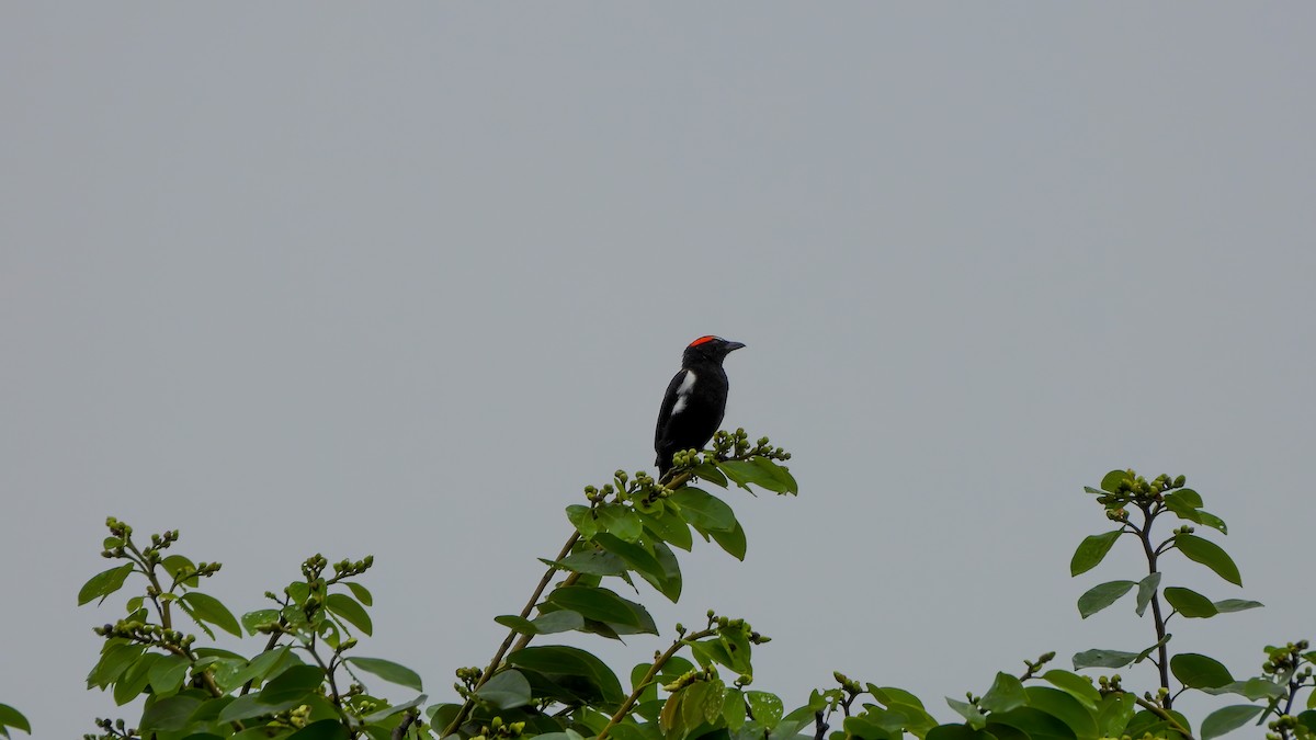 Scarlet-browed Tanager - ML642332272