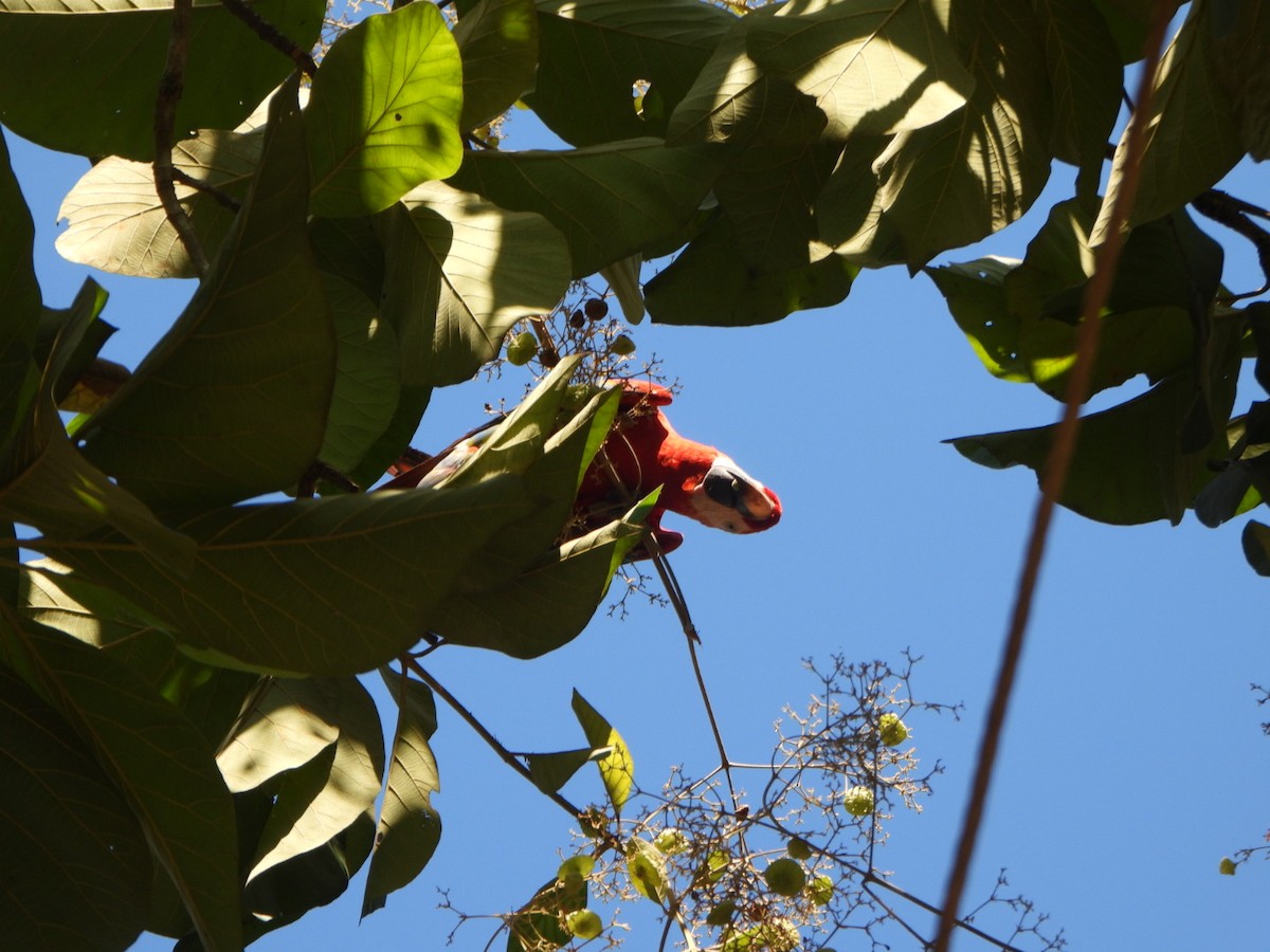 Scarlet Macaw - ML642332287