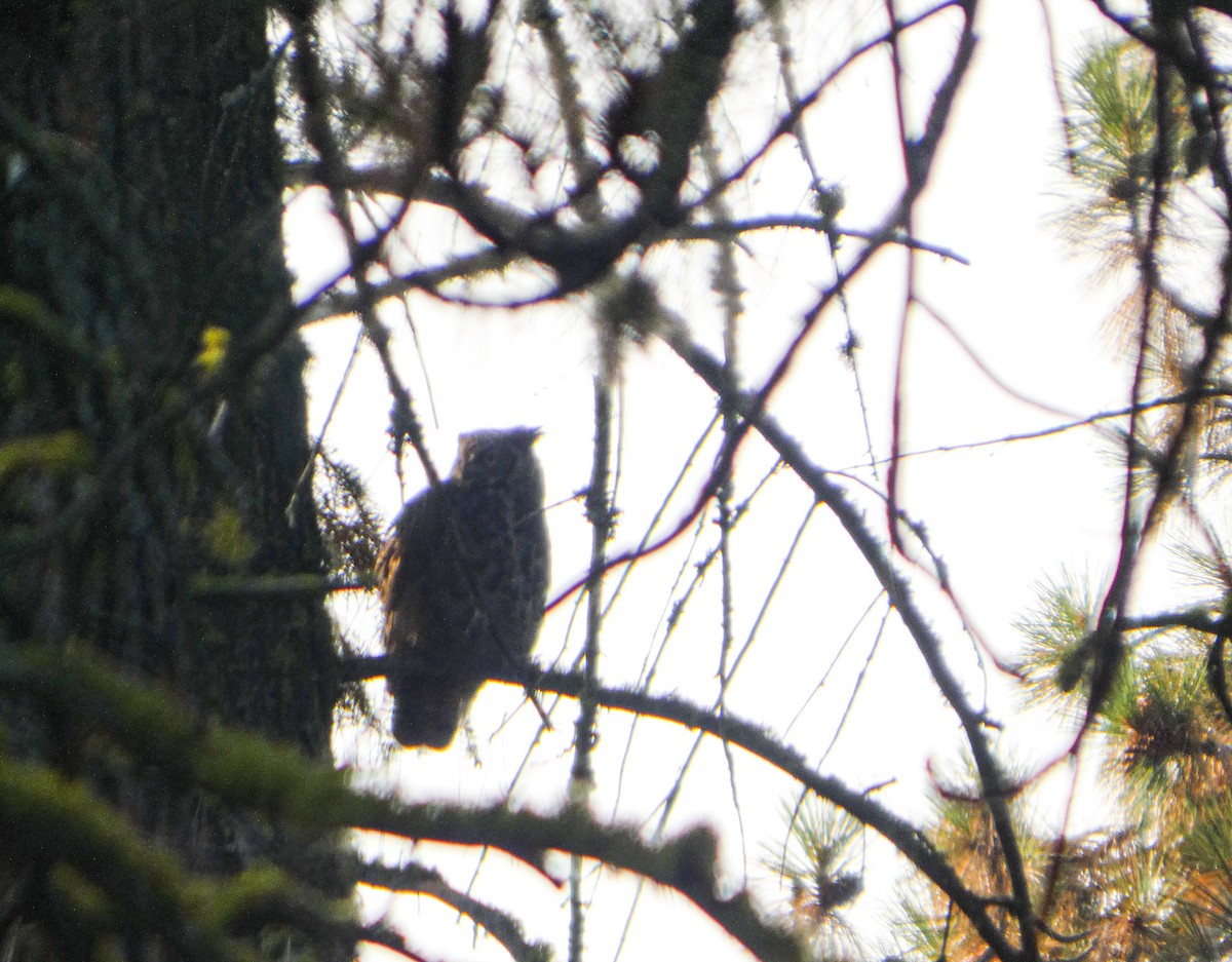 Great Horned Owl - ML642332309
