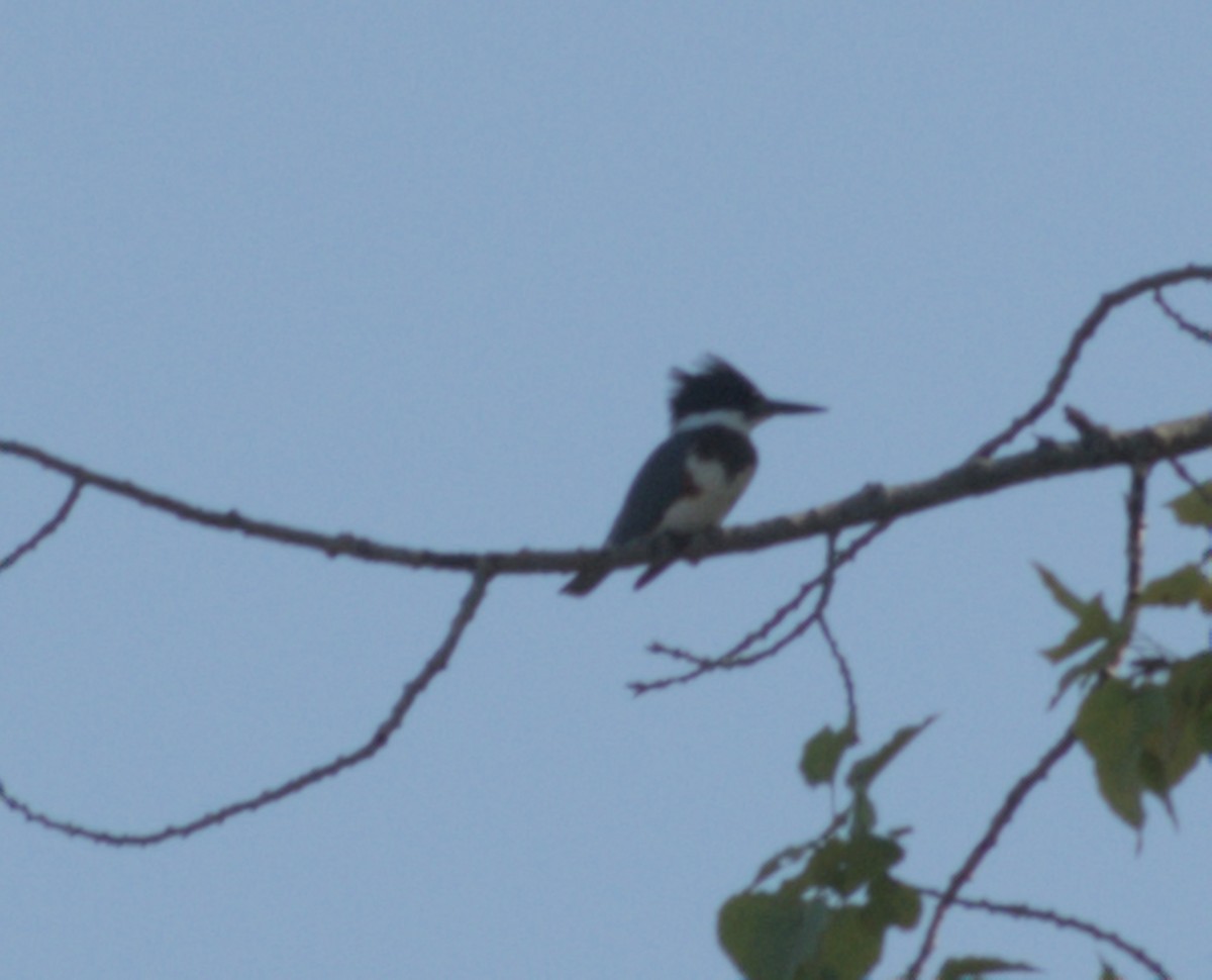 Belted Kingfisher - ML642332330