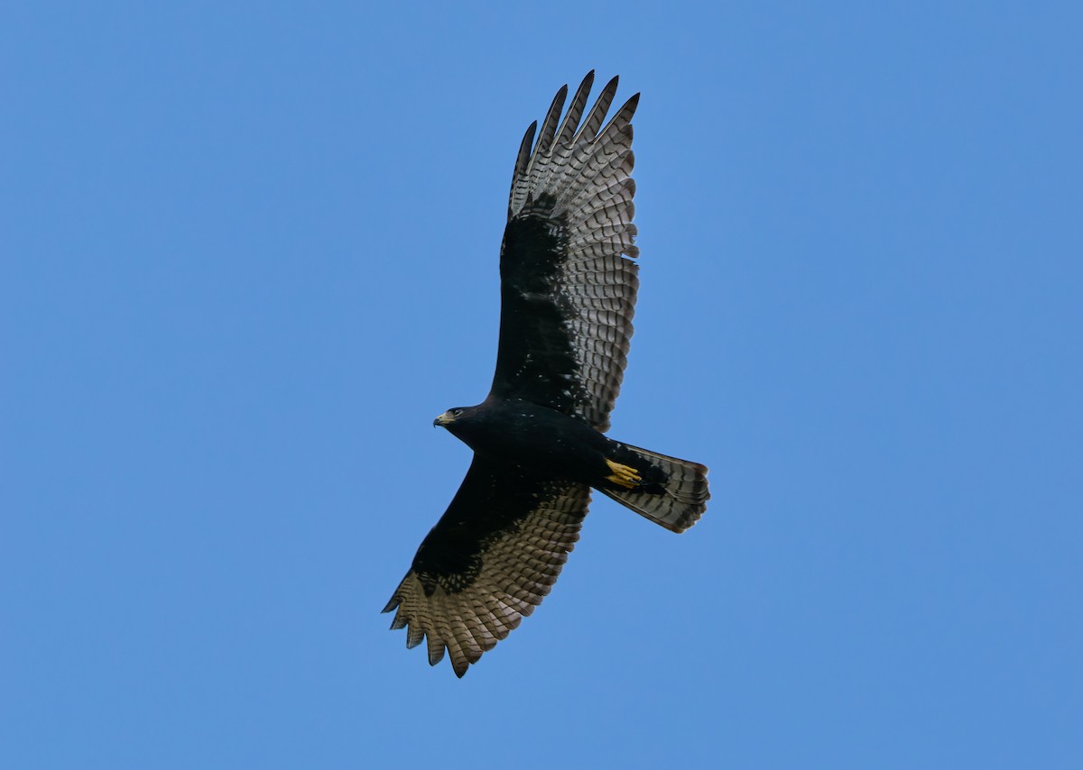 Zone-tailed Hawk - ML642332335
