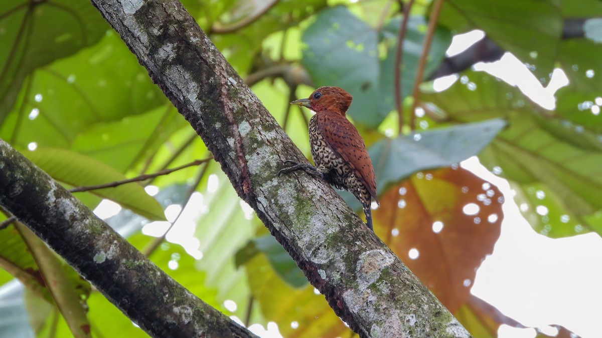Cinnamon Woodpecker - ML642332337
