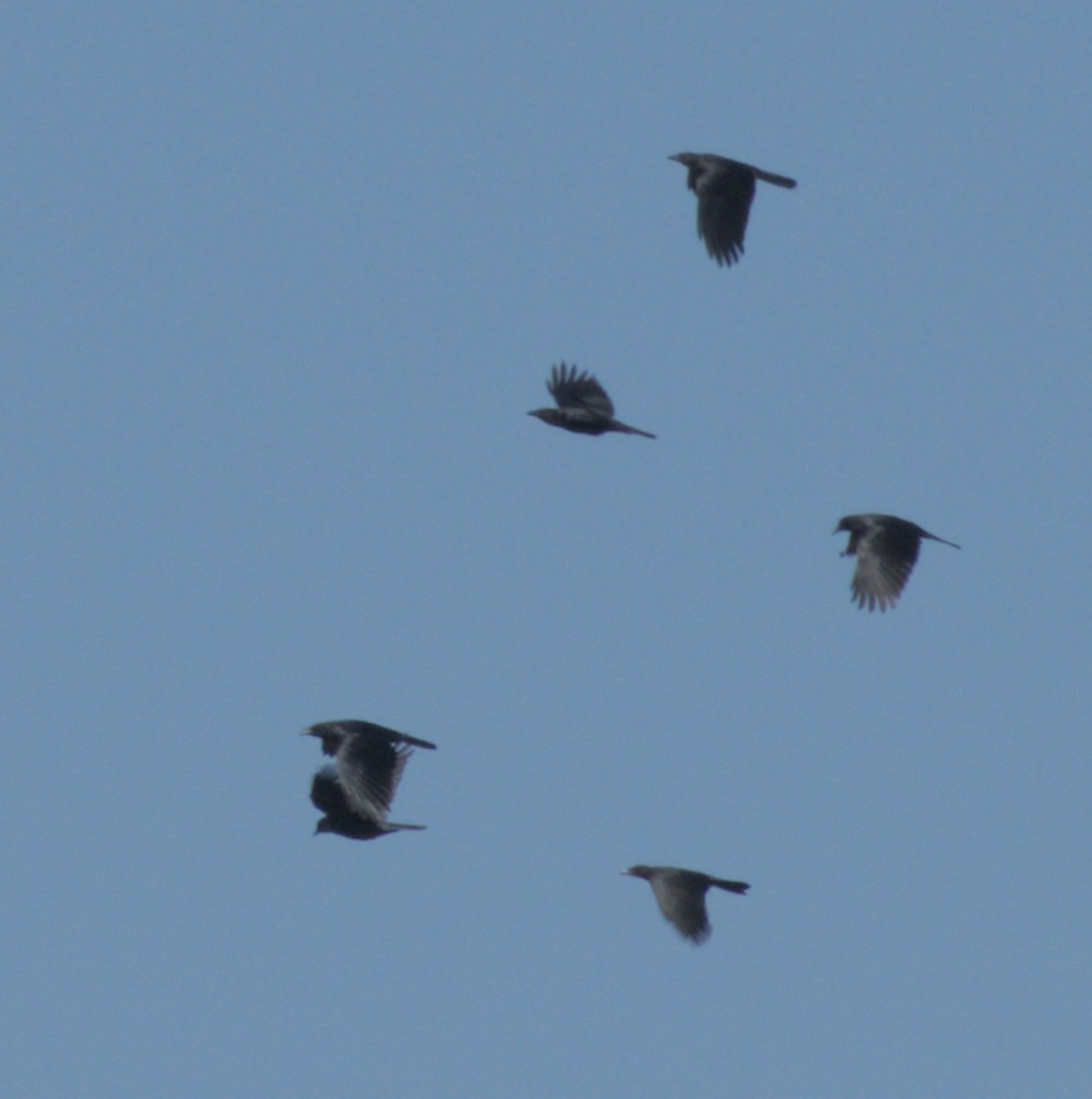 American Crow - ML642332346