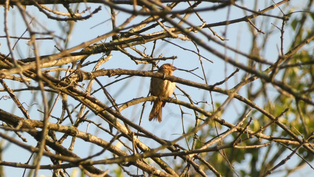 Blue Grosbeak - ML642332347