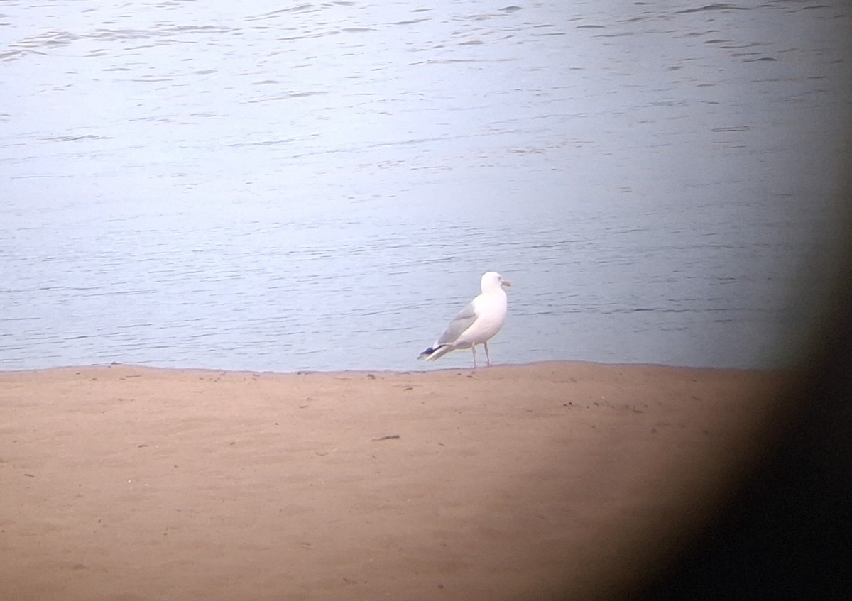 שחף מערבי - ML642332351