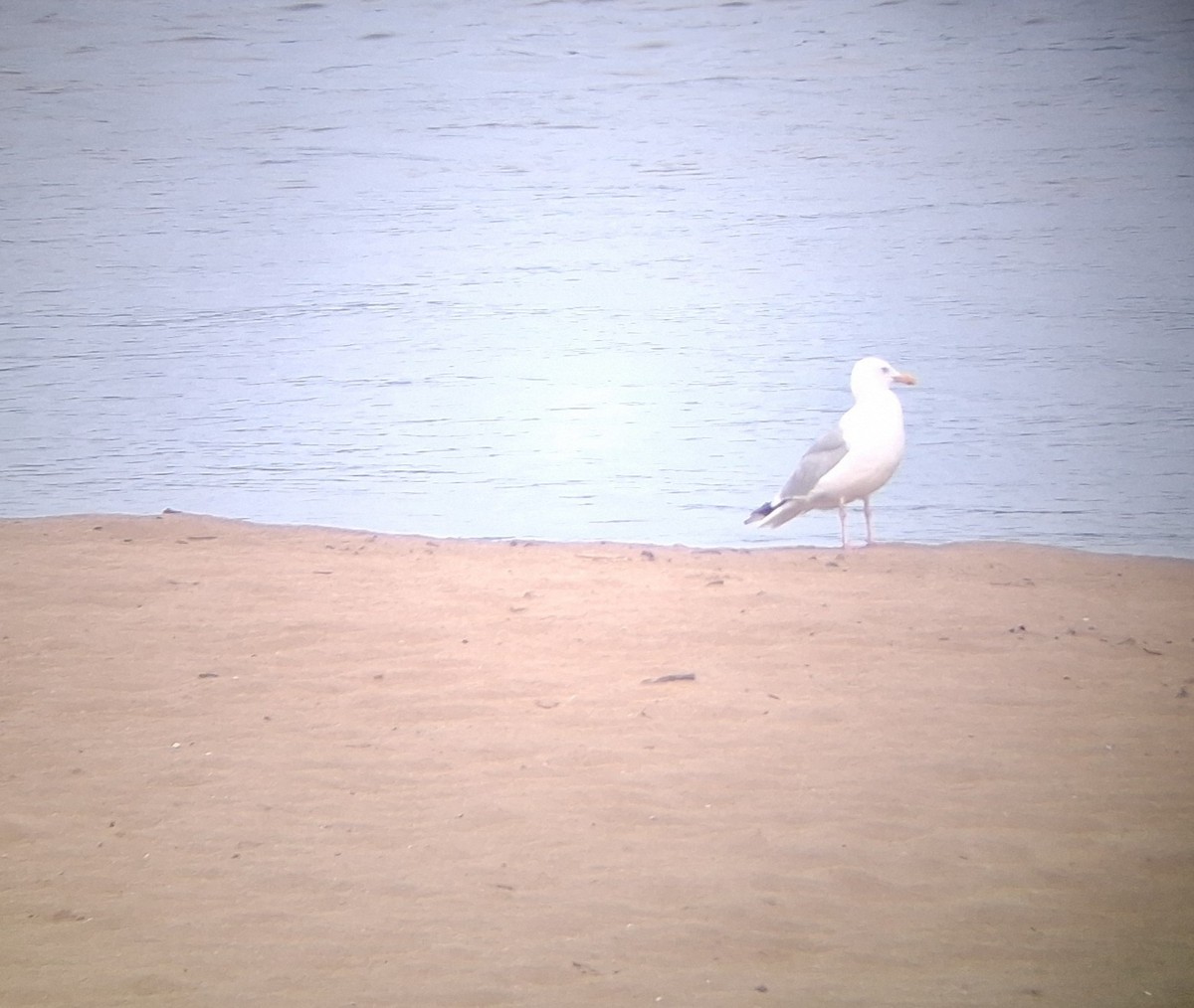 שחף מערבי - ML642332352