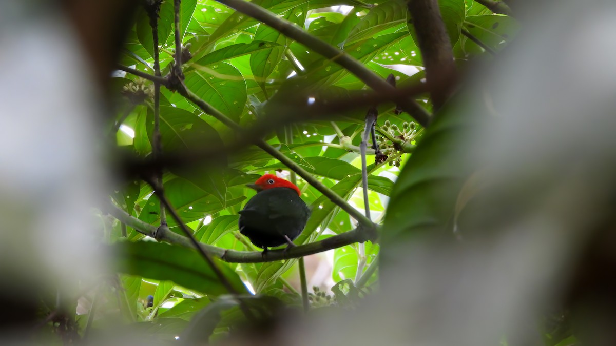 Red-capped Manakin - ML642332374