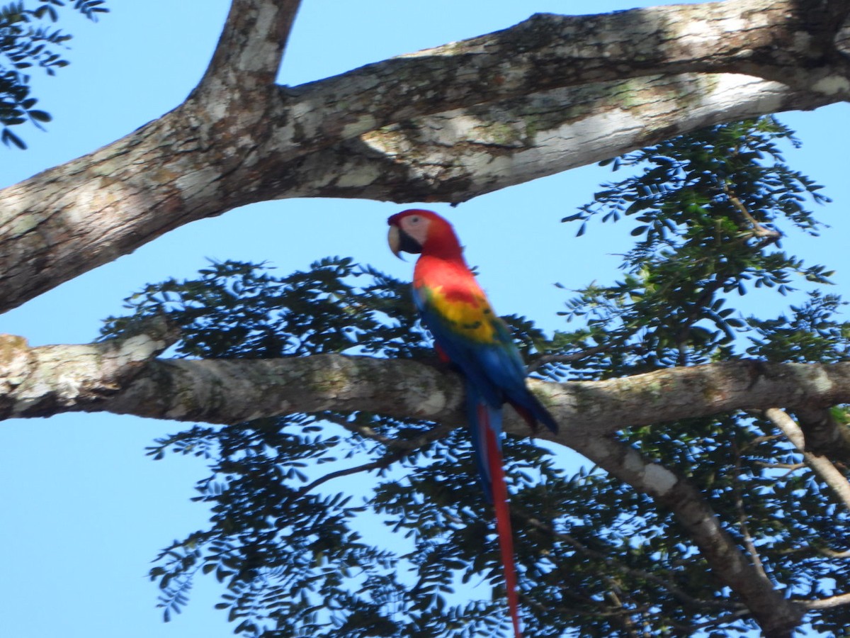 Scarlet Macaw - ML642332385