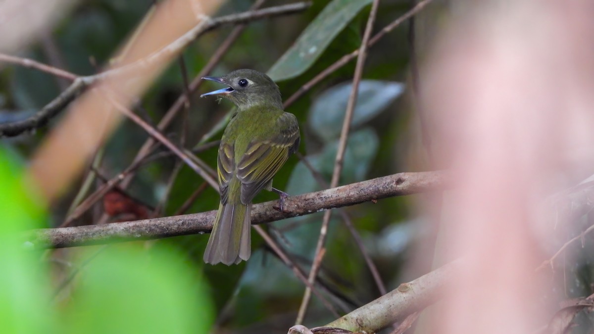 Olive-striped Flycatcher - ML642332430