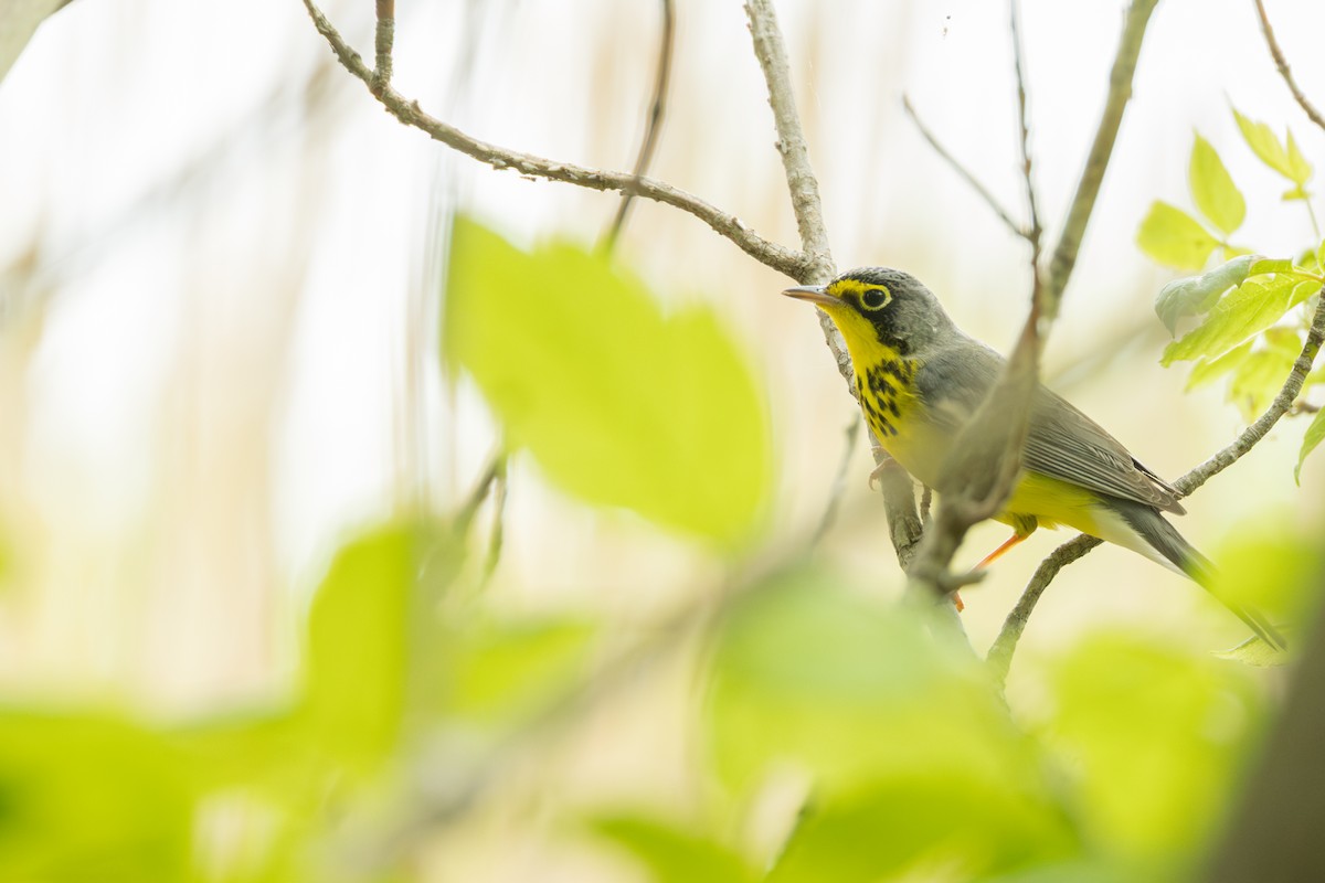 Canada Warbler - ML642332434