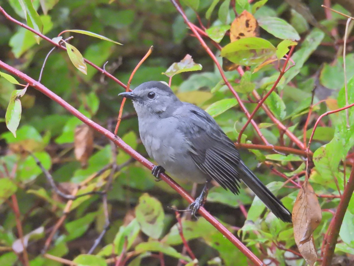 Gray Catbird - ML642332497