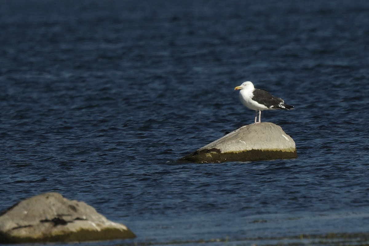 Great Black-backed Gull - ML642332502