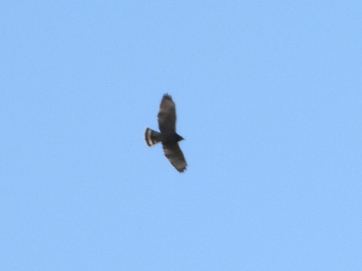 Broad-winged Hawk - ML642332503