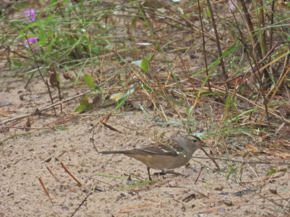 White-crowned Sparrow - ML642332506